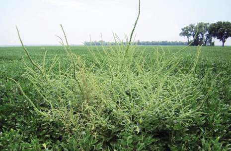 T ctica y Estrategia en el Control de Malezas. Agro Noa FMC Paraguay